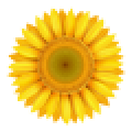 Sunflower Oil